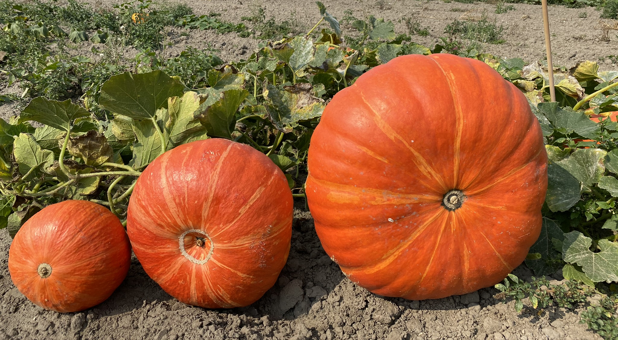 Contact ons voor pompoenen